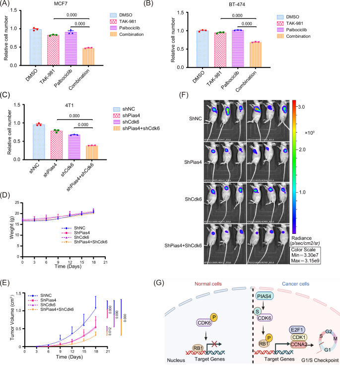 Fig. 8: PIAS4 and CDK6 inhibition synergistically suppress breast cancer growth.
