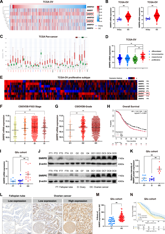 Fig. 1: SNRPE is highly expressed in OC and predicts poor prognosis.