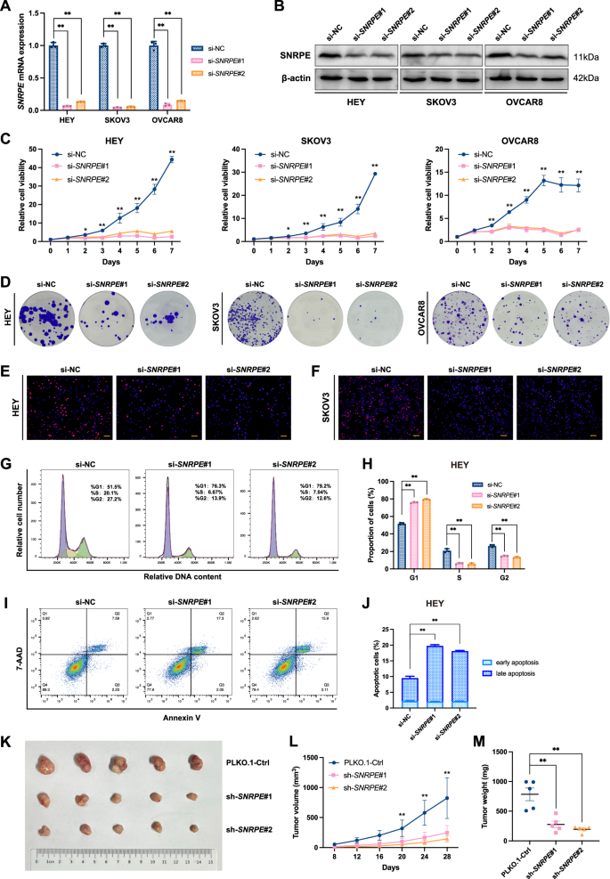 Fig. 2: SNRPE deficiency suppresses the malignant biological behavior of OC cells.