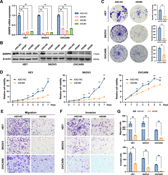 Fig. 3: SNRPE-targeted ASO inhibits the malignant progression of OC cells.