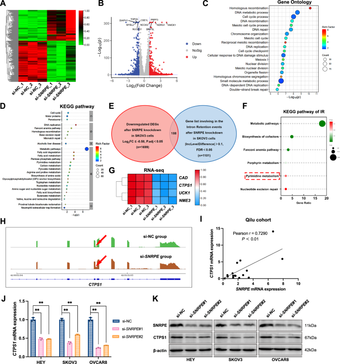 Fig. 4: Identification of SNRPE downstream targets in OC cells.
