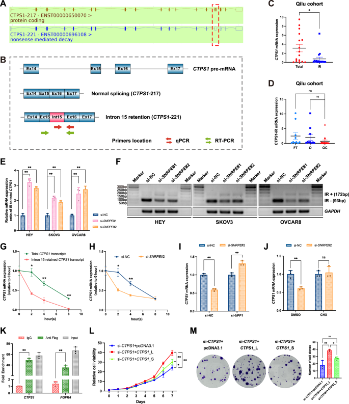 Fig. 6: SNRPE regulates intron 15 retention of CTPS1 pre-mRNA through NMD in OC cells.