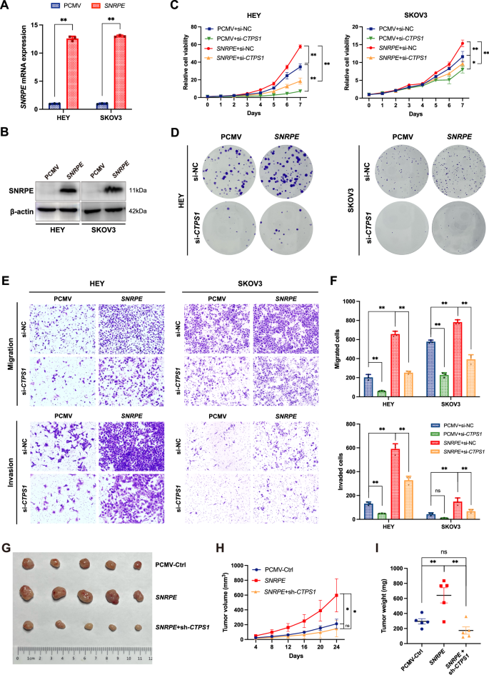 Fig. 7: CTPS1 mediates the malignant phenotypes of SNRPE in OC cells.