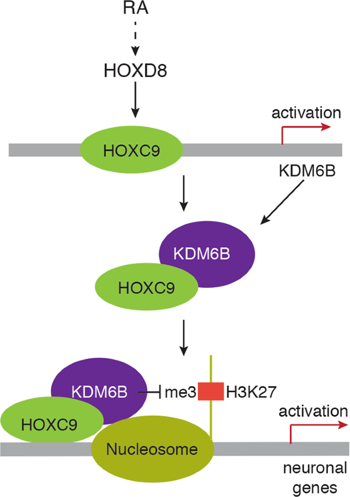 Picture of KDM6B