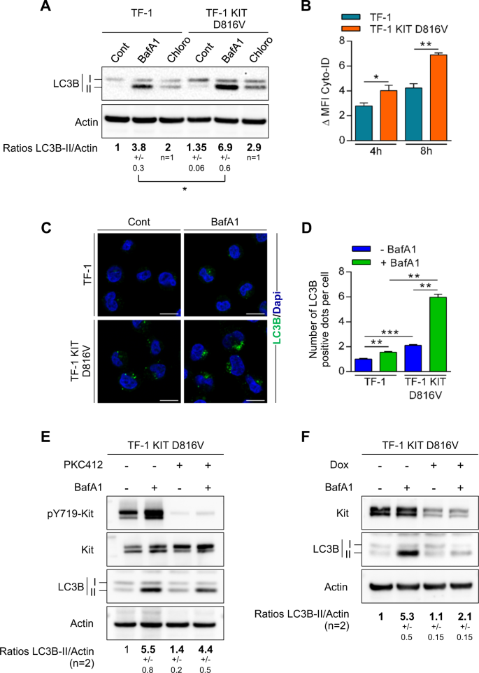Oncogenic Kit Mutations Induce Stat3 Dependent Autophagy To Support Cell Proliferation In Acute Myeloid Leukemia Oncogenesis