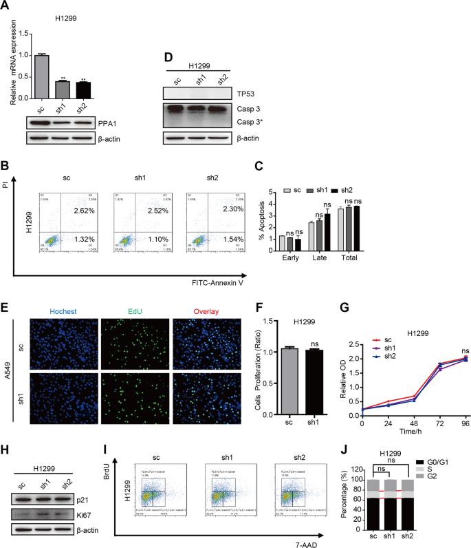 Fig. 3: PPA1 deficient mediates tumor suppression was abolished in TP53 dificient NCI-H1299 cells.