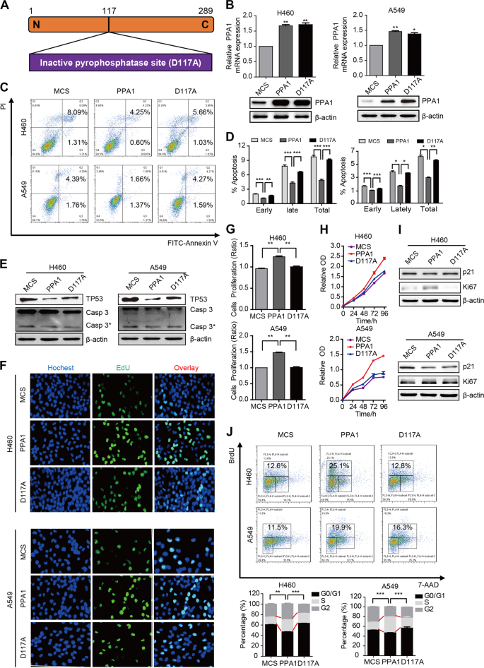 Fig. 4: PPA1 reconstitution suppresses NSCLC cell apoptosis depend on pyrophosphatase activation in vitro.