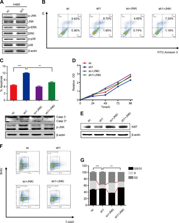 Fig. 6: PPA1 restricts JNK activation to mediate NSCLC tumor progression in vitro.