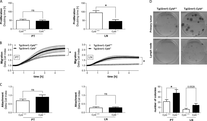 Loss Of Cyld Accelerates Melanoma Development And Progression In The Tg Grm1 Melanoma Mouse Model Oncogenesis