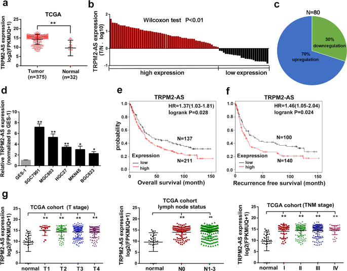Fig. 1: LncRNA TRPM2-AS is upregulated in GC and is associated with poor prognosis.