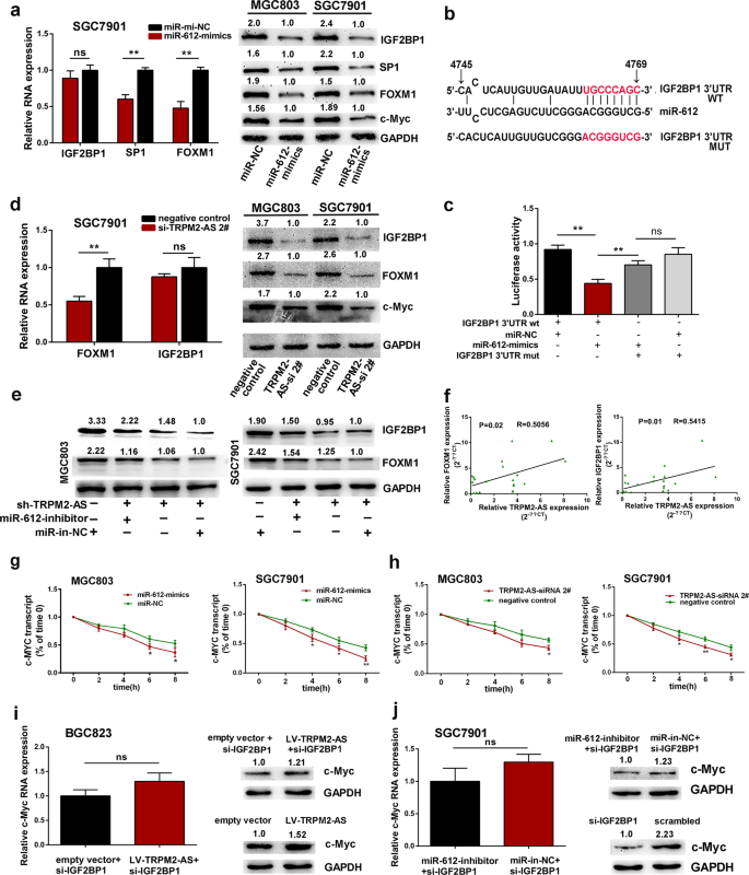 Fig. 4: IGF2BP1 and FOXM1 are downstream targets of miR-612.