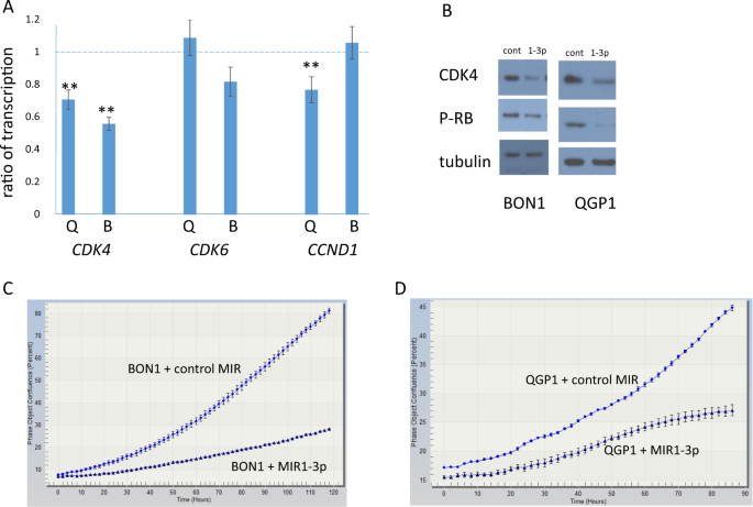 Loss of copy of MIR1-2 increases CDK4 expression in ileal neuroendocrine  tumors | Oncogenesis