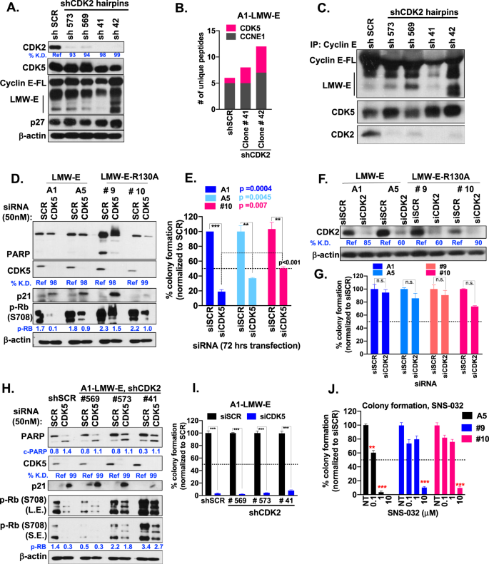 Fig. 3: CDK5 is a putative druggable target in human salivary gland cell lines.