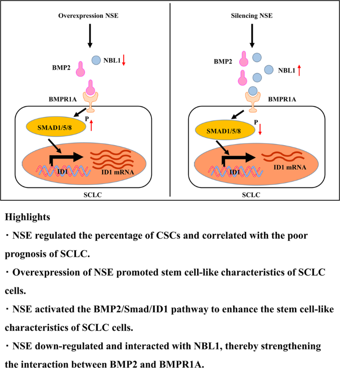 Neuron-specific enolase promotes stem cell-like characteristics of  small-cell lung cancer by downregulating NBL1 and activating the  BMP2/Smad/ID1 pathway | Oncogenesis