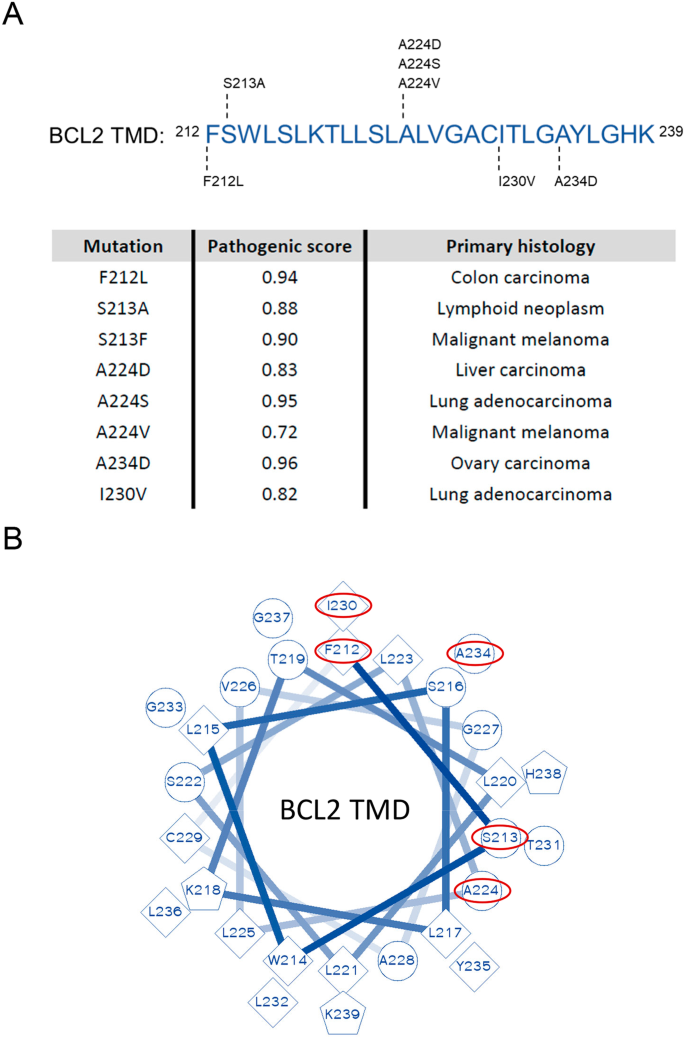 Phenotyping of cancer-associated somatic mutations in the BCL2 transmembrane domain