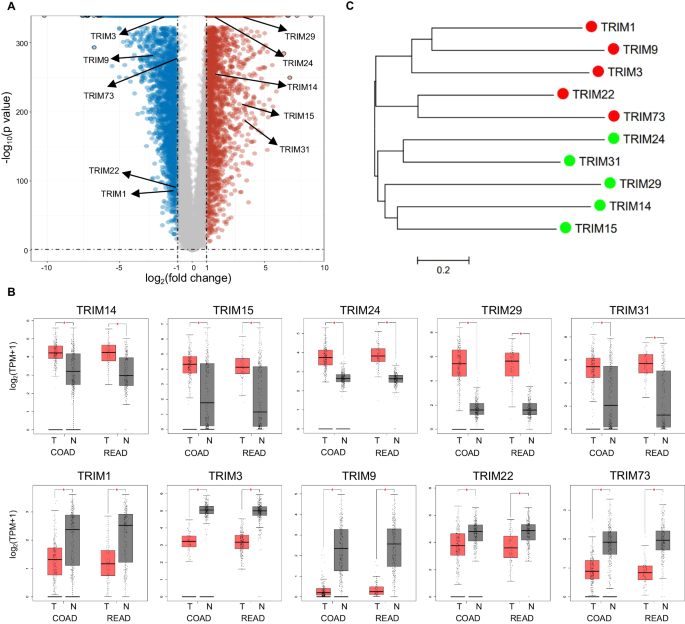 An E3 ligase TRIM1 promotes colorectal cancer progression via K63-linked ubiquitination and activation of HIF1α