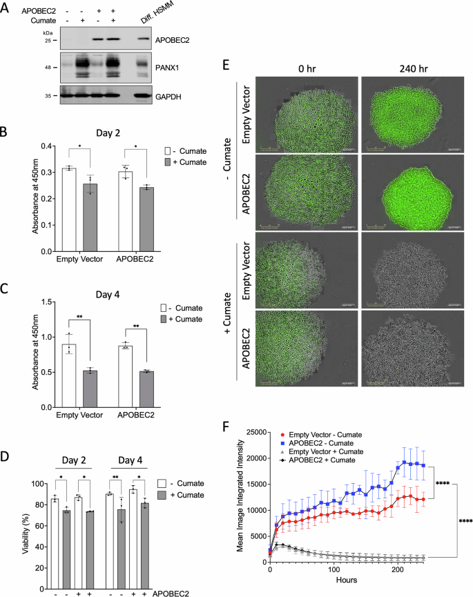 Fig. 5: Effect of overexpressing APOBEC2 on the PANX1-mediated inhibition of cell proliferation, viability, and 3D spheroid growth in the Rh30 cell line.