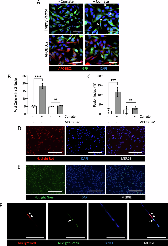 Fig. 6: Effect of overexpressing APOBEC2 on the PANX1-mediated increase in RMS cell fusion.