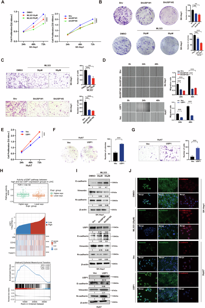 Fig. 2: USP1 overexpression enhances the malignant behaviors of HCC.