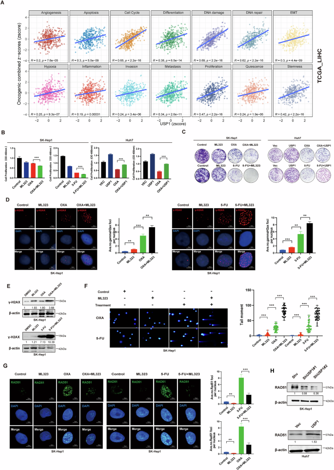 Fig. 3: USP1 modulates FOLFOX-based chemotherapy Resistance in HCC.