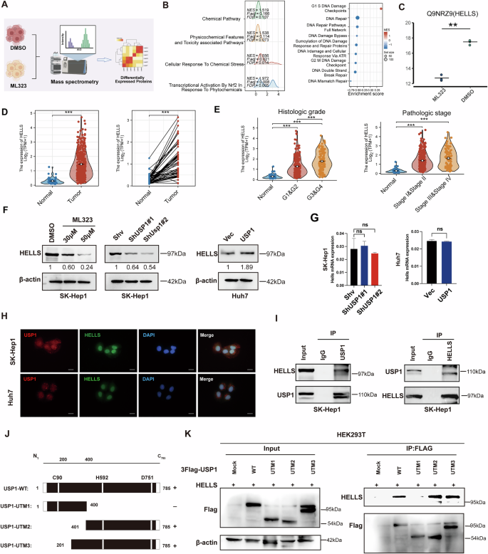 Fig. 4: USP1 could interact with HELLS and modulate its expression.