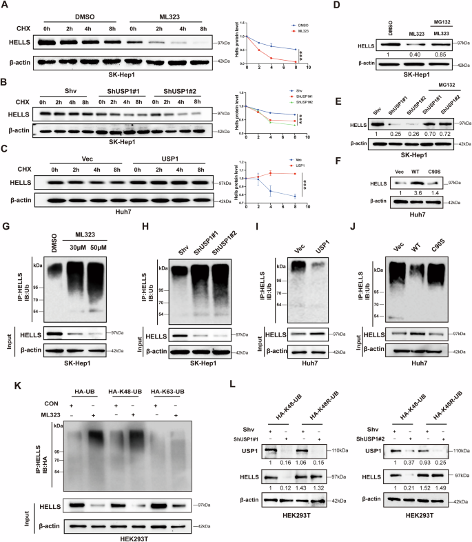 Fig. 5: USP1 stabilizes HELLS protein through deubiquitination pathway.