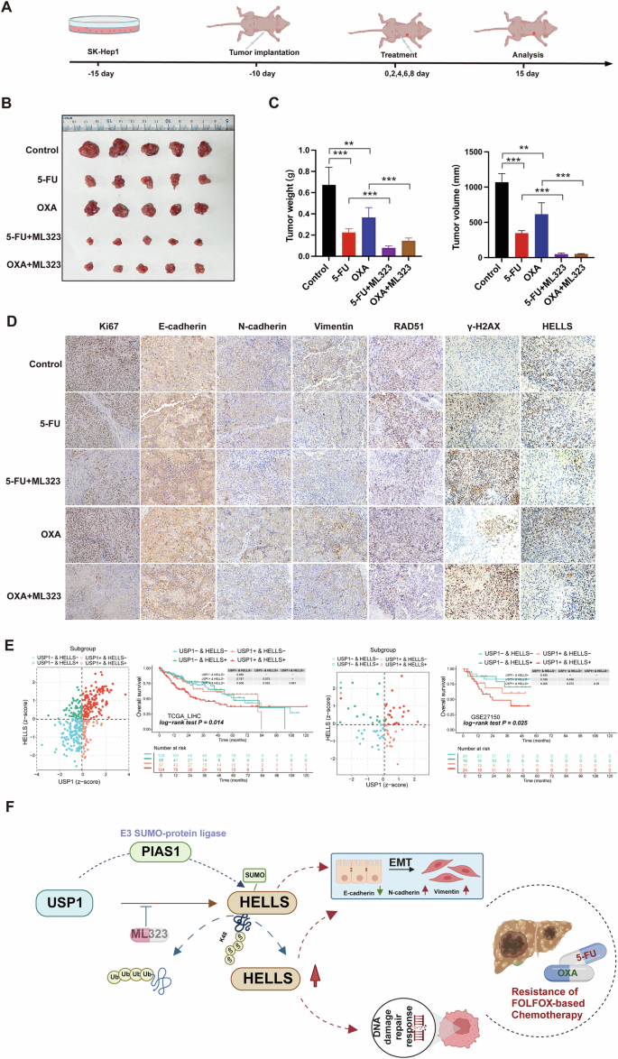 Fig. 8: USP1 depletion sensitizes chemotherapy of HCC in vivo.