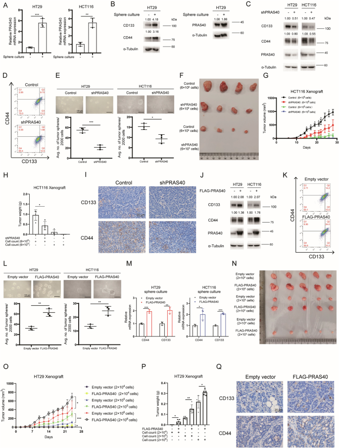 Fig. 2: Influence of PRAS40 on stemness of CRC cells.
