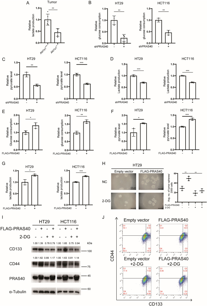 Fig. 3: Relationship of glycolysis and PRAS40-induced cell stemness.