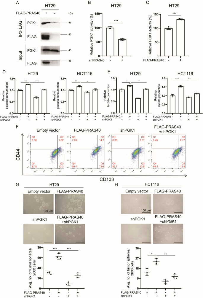 Fig. 4: Mediation of PRAS40-induced cell stemness by PGK1.