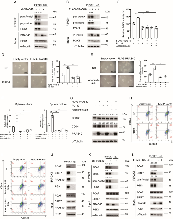 Fig. 5: Regulation of PGK1 acetylation by PRAS40.