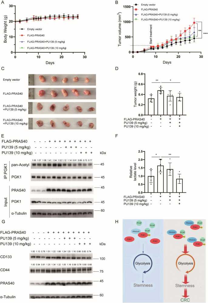 Fig. 6: Effects of acetylation inhibition on PRAS40-induced cancer cell stemness in vivo.
