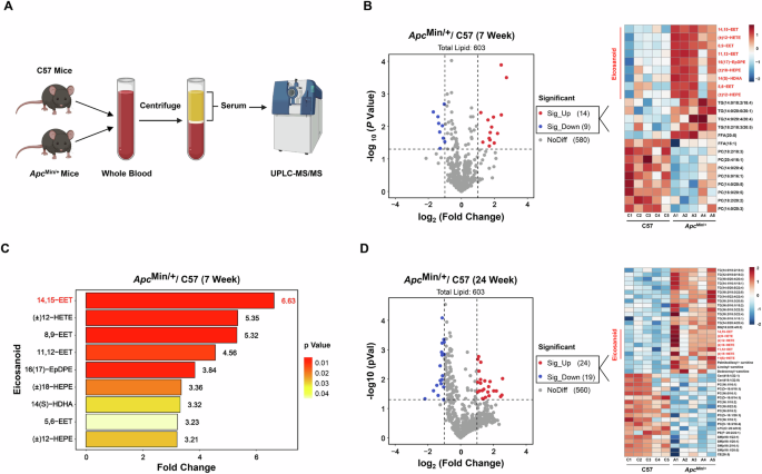 Fig. 1: Serum 14,15-EET levels are elevated in ApcMin/+ mice prior to intestinal adenoma development.