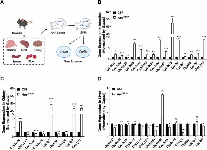 Fig. 2: 14, 15-EET is mainly produced by intestines.