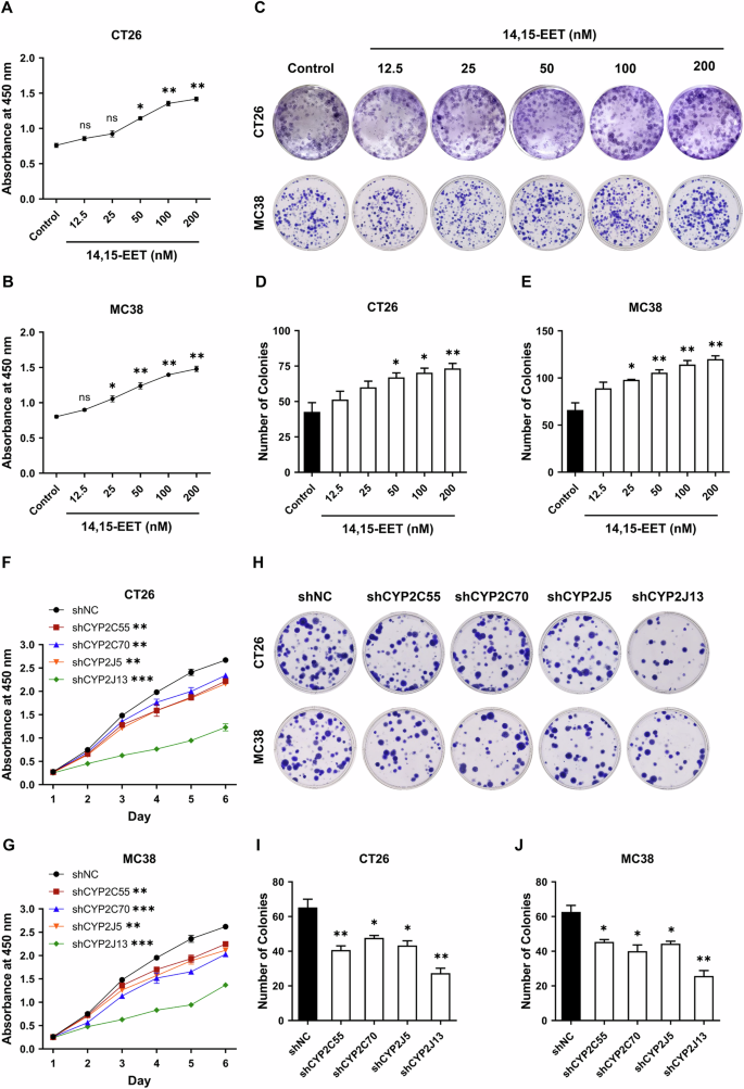 Fig. 4: 14, 15-EET contribute to proliferation of colorectal cancer in vitro.