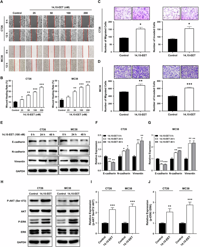 Fig. 5: 14, 15-EET promotes EMT and activates PI3K/AKT and MAPK/ERK signaling in vitro.