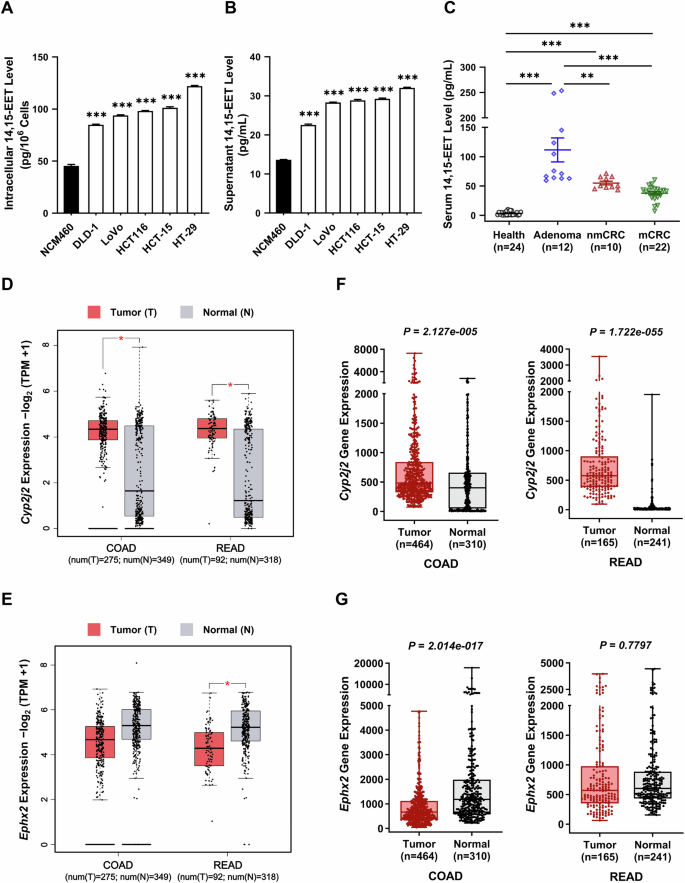 Fig. 6: 14, 15-EET and its synthetic enzyme CYP2J2 increased in adenoma and CRC patients.