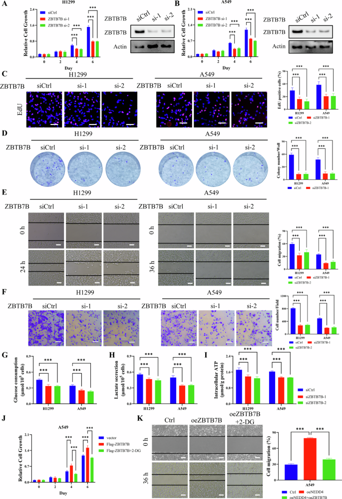 Fig. 2: ZBTB7B promotes LUAD cell proliferation and migration through regulation of glycolysis.