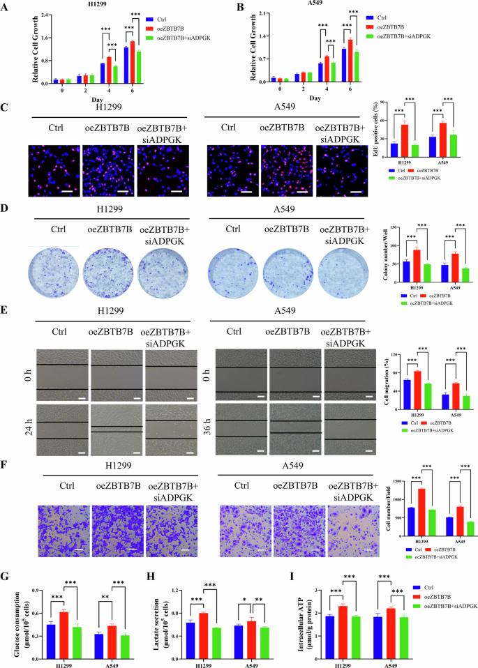Fig. 4: ADPGK knockdown attenuates ZBTB7B-induced proliferation, migration, and glycolysis in LUAD cells.
