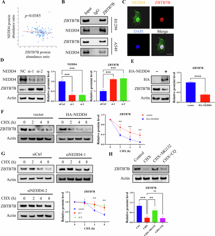 Fig. 5: NEDD4 interacts with and promotes the degradation of ZBTB7B in LUAD cells.