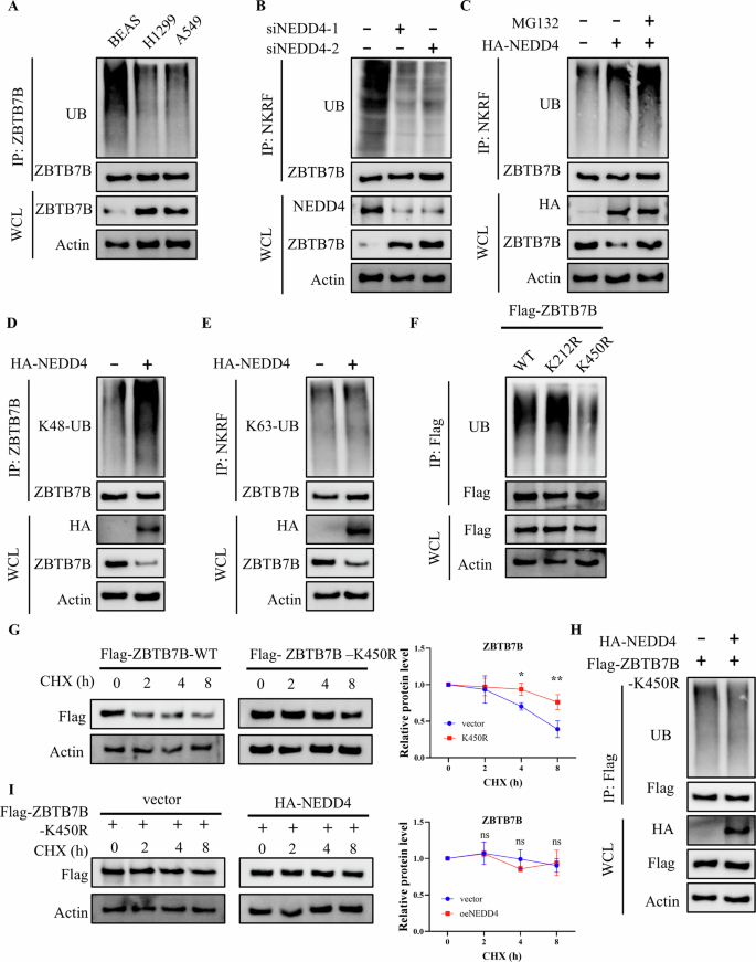 Fig. 6: NEDD4 mediates K48-linked ubiquitination of ZBTB7B at lysine 450 to promote its proteasomal degradation.