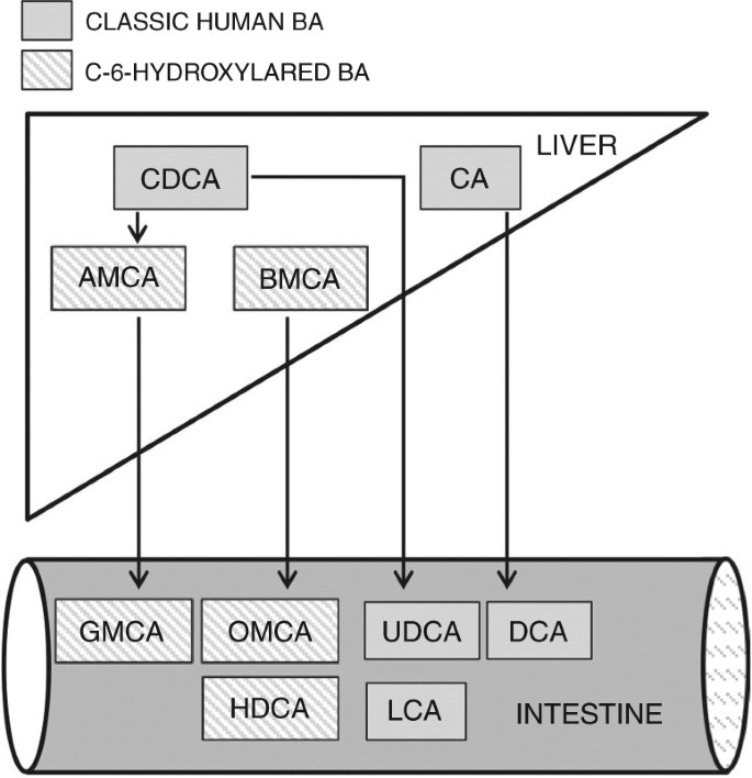 Neonatal Sepsis Leads To Early Rise Of Rare Serum Bile Acid Tauro Omega Muricholic Acid Tomca Pediatric Research