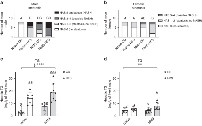 Fig. 1: NMS and HFS increased the prevalence and severity of hepatic steatosis in adult mice in a sex-specific manner.