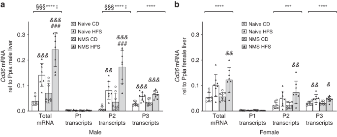 Fig. 3: NMS and HFS diet synergistically upregulated Cd36 total mRNA and P2-initiated transcripts in male livers.