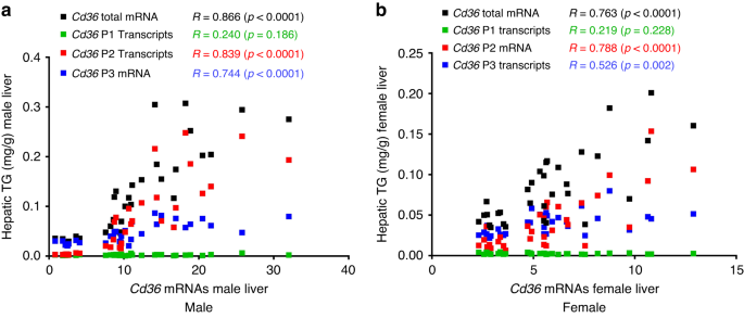 Fig. 4: Cd36 total mRNA, P2- and P3-initiated transcripts were significantly positively correlated with the hepatic TG contents.