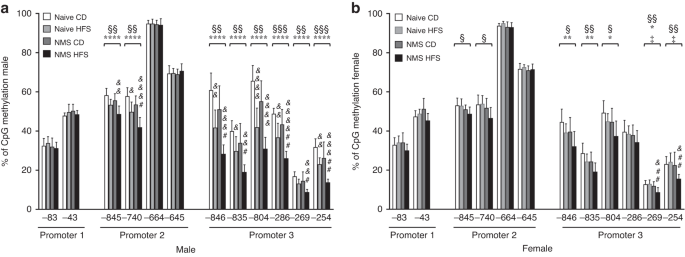 Fig. 5: NMS and HFS diet significantly hypomethylated promoters 2 and 3 of Cd36 in male liver.