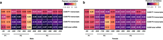 Fig. 6: Cd36 total mRNA, P2- and P3-initiated transcripts were strongly and negatively correlated with promoter methylation in a CpG- and RNA variant-specific manner.