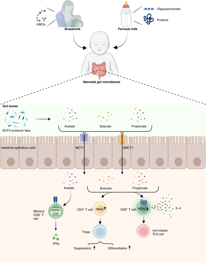 Short-chain fatty acids—a key link between the gut microbiome and T ...