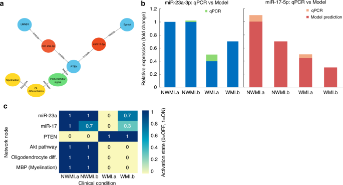 Fig. 4: Logic-based modeling supports miR-23a/miR-17 as regulators of myelination in WMI.
