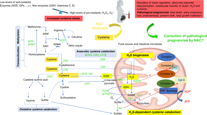 effects of glutathione in pregnancy Antenatal N-acetylcysteine supplementation in pregnant women with impending  preterm birth: a prospective randomized placebo-controlled trial